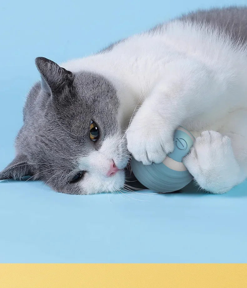 A Bola Mágica que Mantém seu Gato Feliz e Saudável!